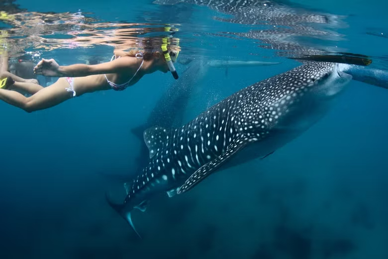 Whale Shark swimming Cancun