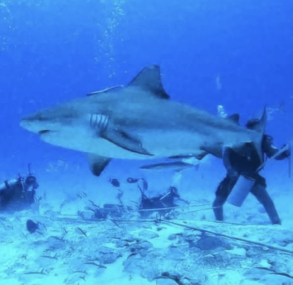 Bull shark gallery image 1