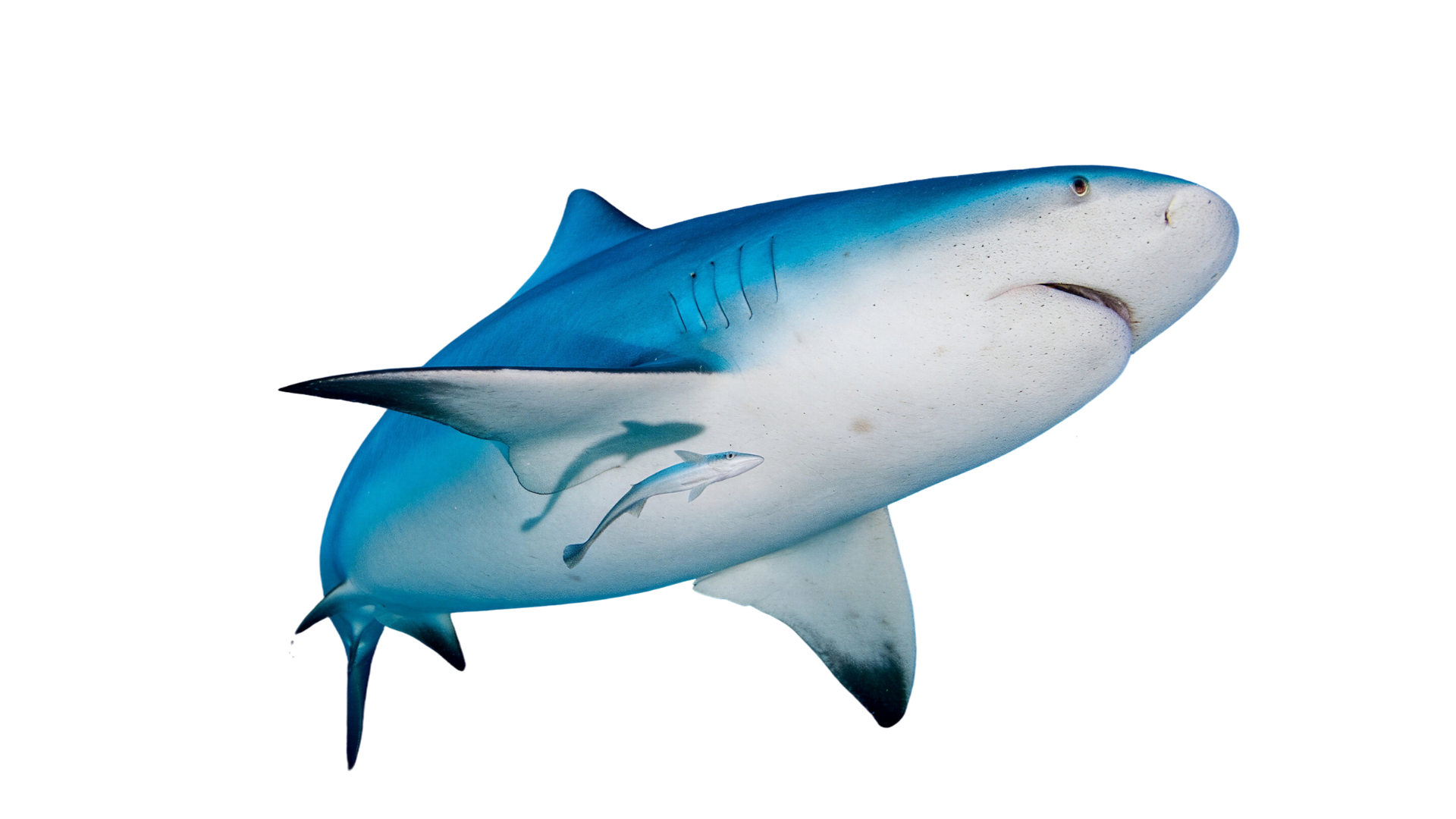 Bull shark diving in Cancun