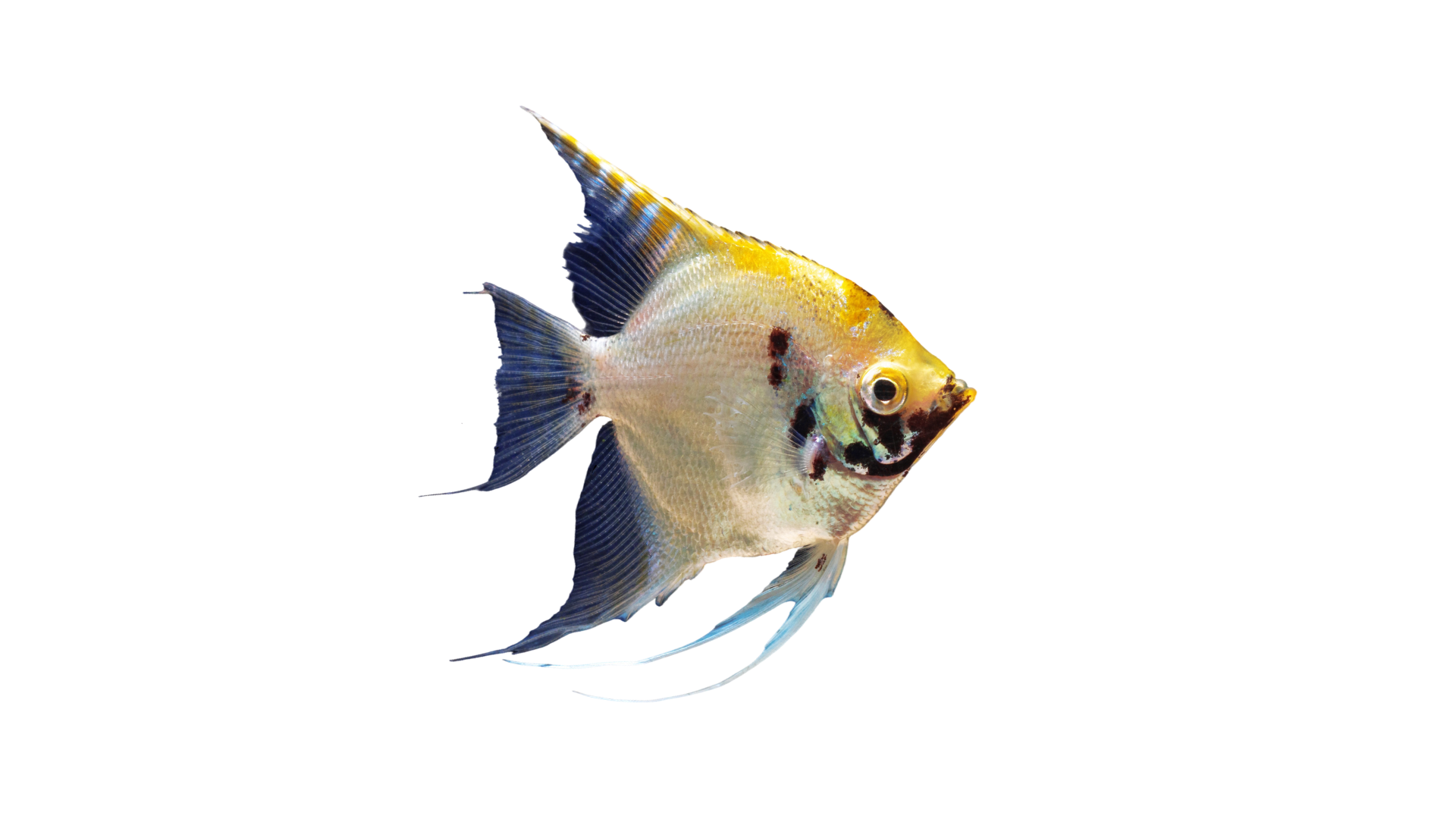 Angel fish package Cancun diving
