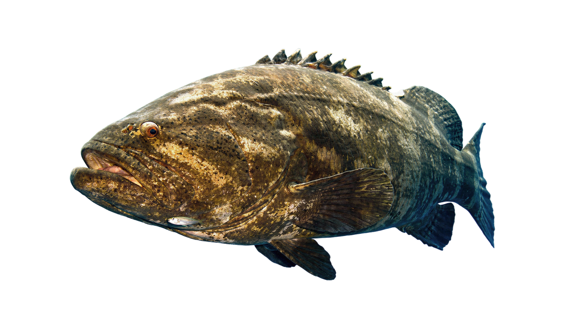 Goliath grouper package Cancun diving