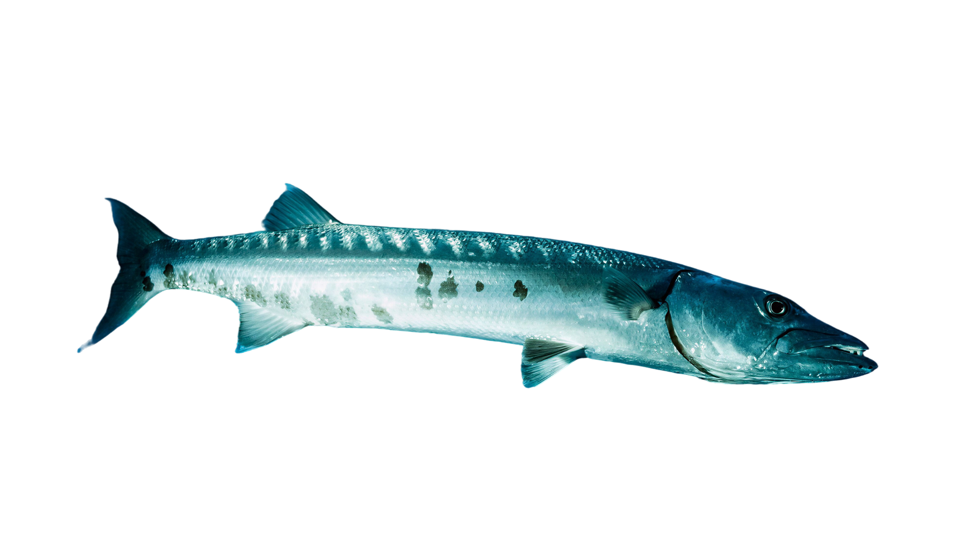 Barracuda fish package Cancun diving