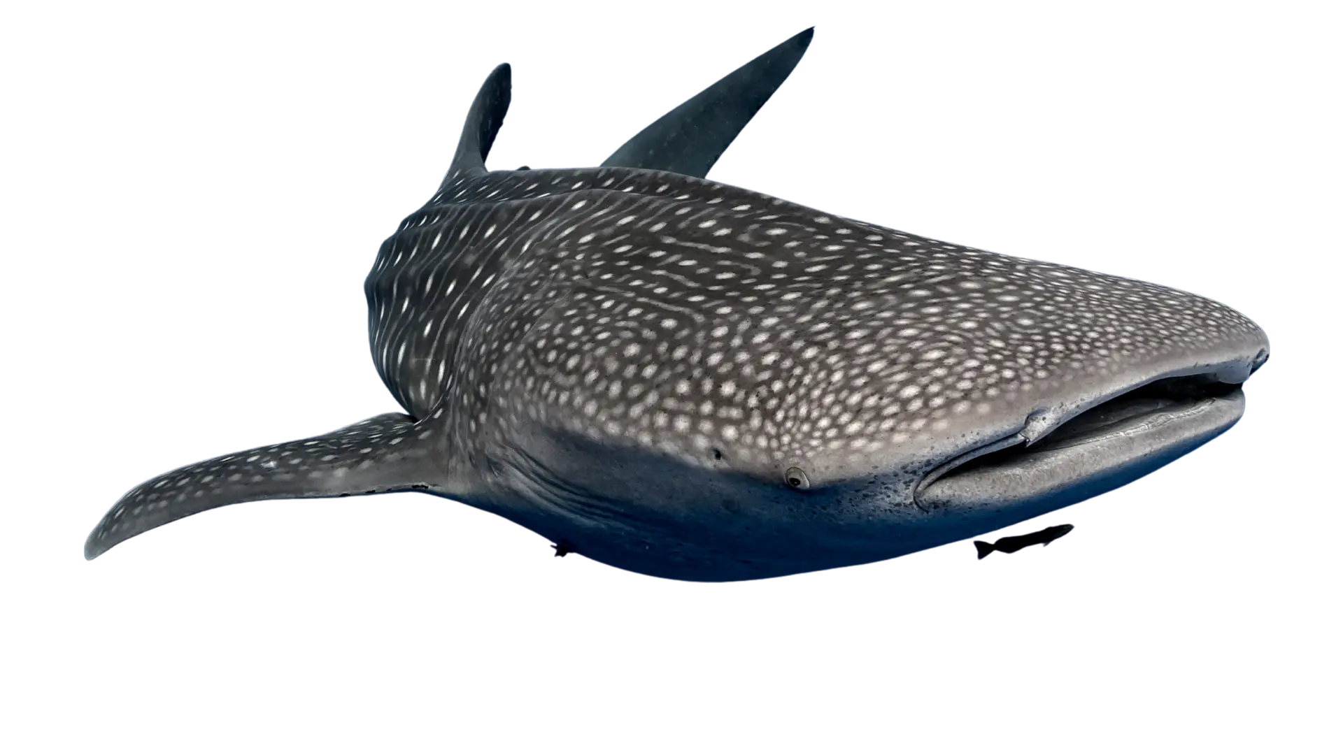 Whale shark snorkeling in Cancun