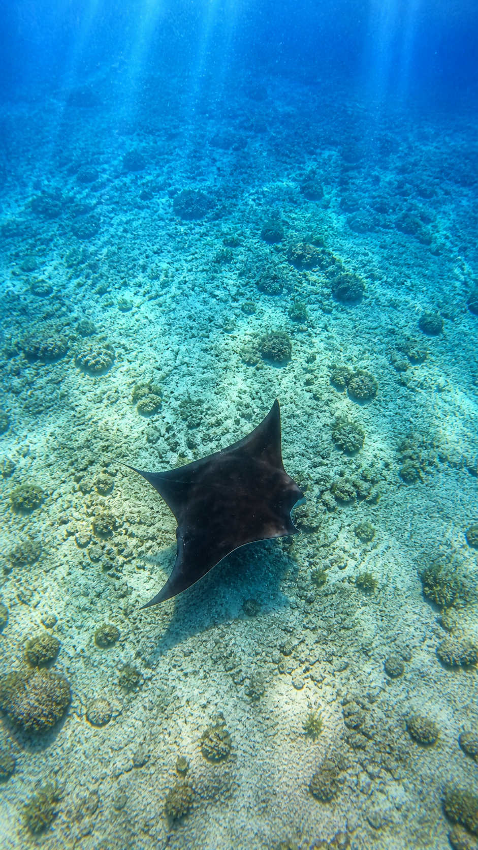 Cancun scuba diving for beginners