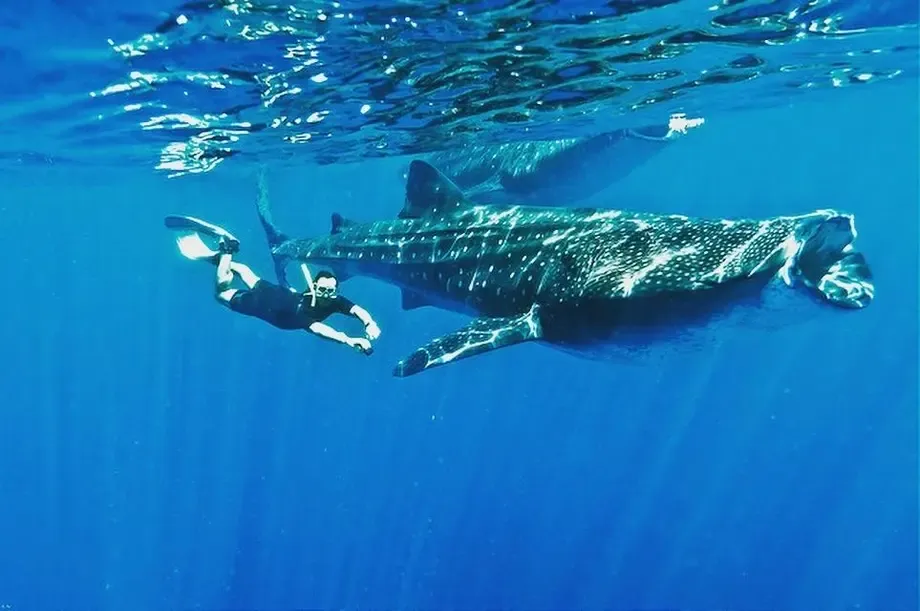 Whale Shark Snorkeling