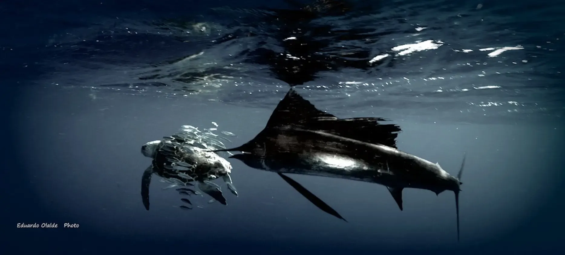 Sailfish Snorkeling