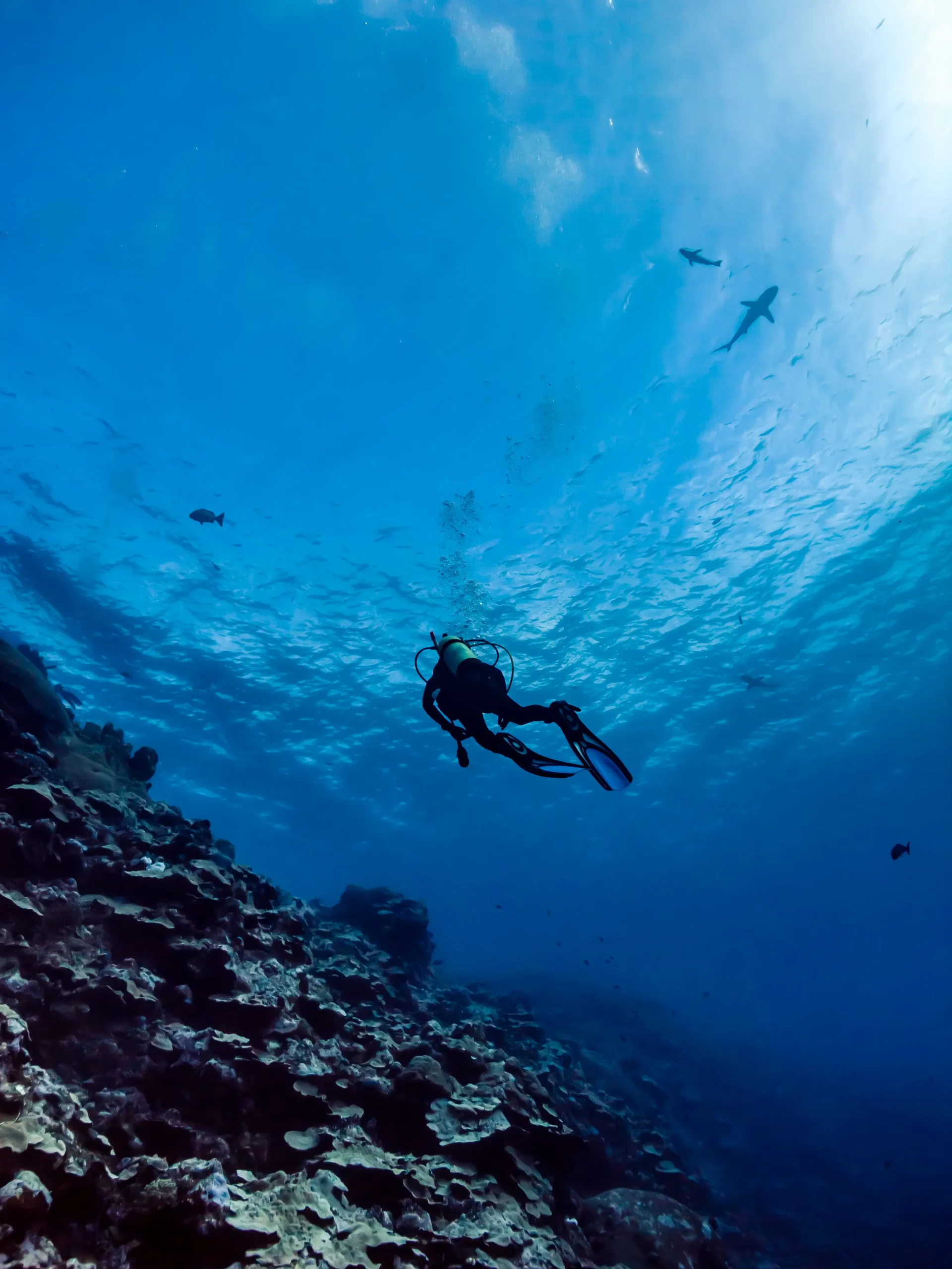 Cozumel diving tour